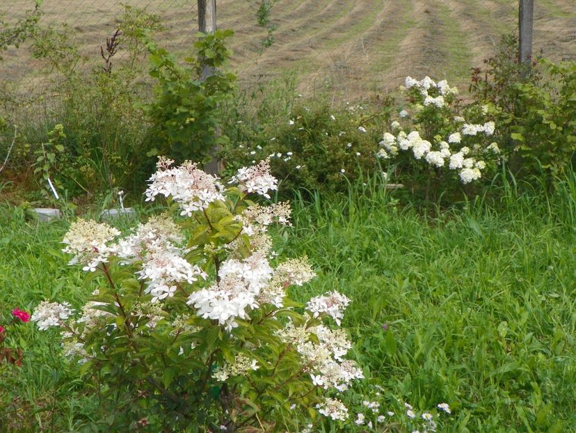hydrangea pan Phantom si Sundae Fraise - Dobarland 2018 3