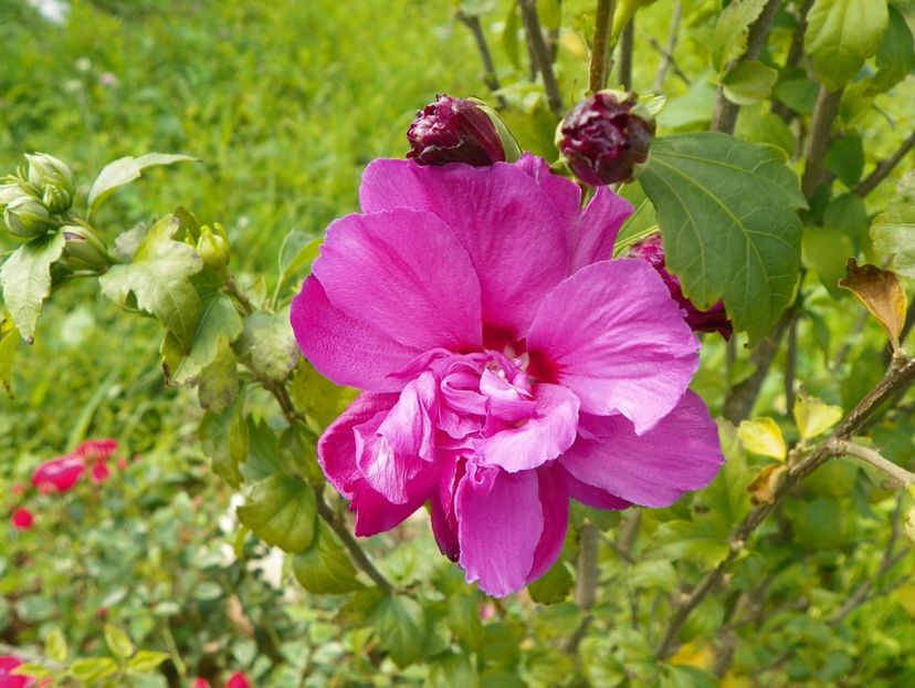 hibiscus syriacus Duc de Brabant - Dobarland 2018 3