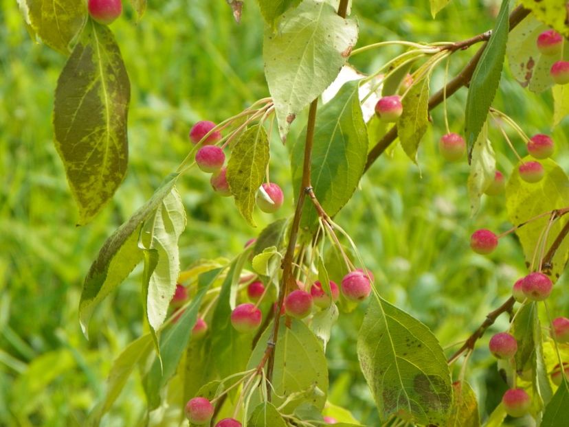 malus Sun Rival - Dobarland 2018 3