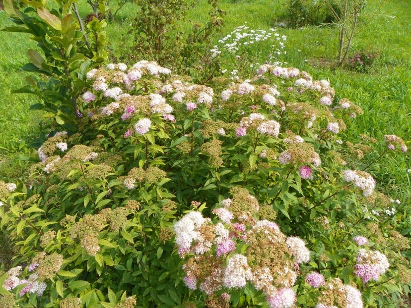 spiraea Genpei - Dobarland 2018 3