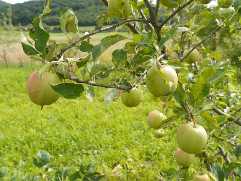 mar Golden Delicious - Dobarland 2018 3