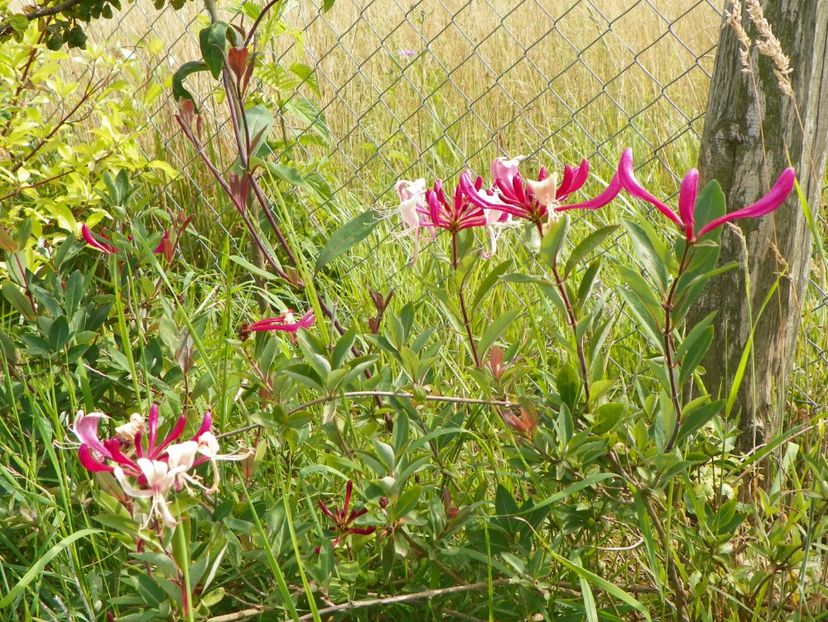 lonicera belgica - Dobarland 2018 3