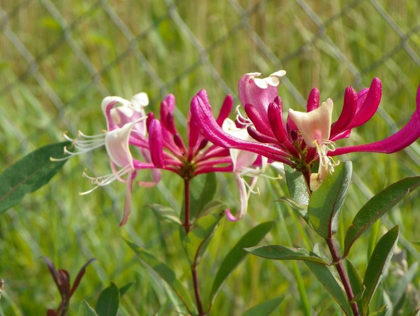 lonicera belgica - Dobarland 2018 3