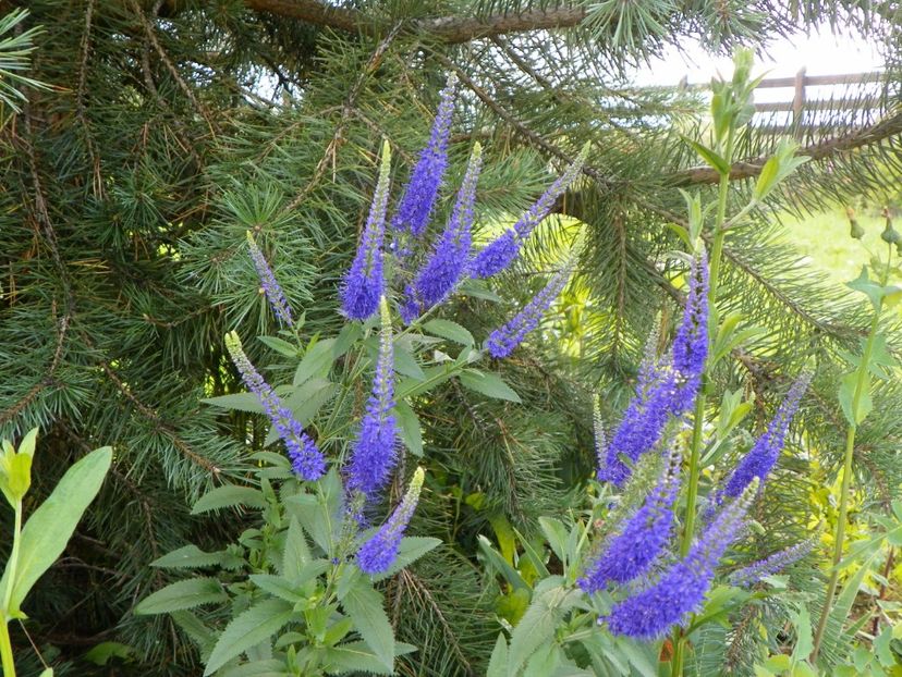 veronica spicata - Dobarland 2018 3