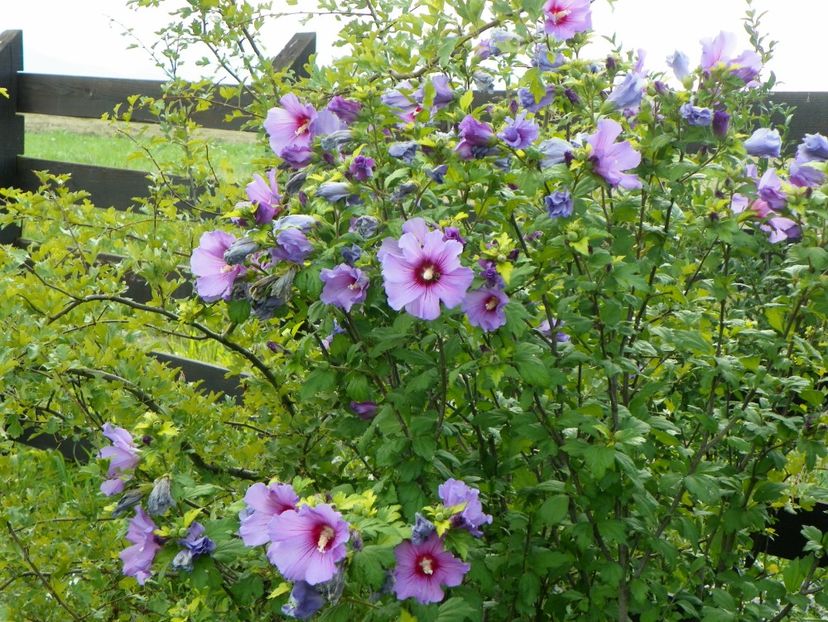 hibiscus syriacus - Dobarland 2018 3