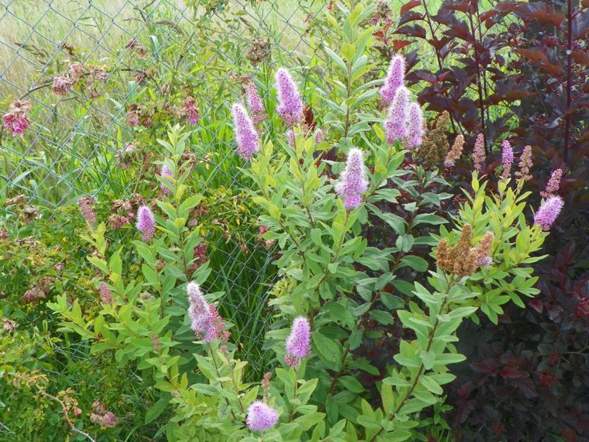 spiraea billardii Triumphans - Dobarland 2018 3