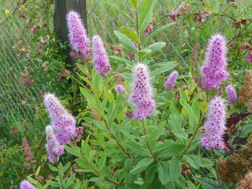 spiraea billardii Triumphans - Dobarland 2018 3