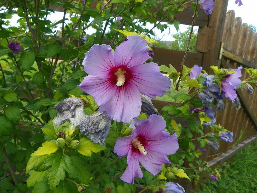 hibiscus syriacus - Dobarland 2018 3