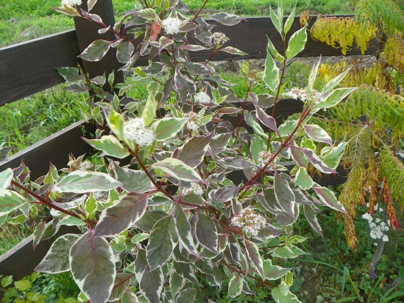 cornus alba Elegantissima - Dobarland 2018 3