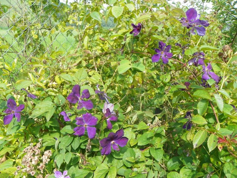 clematis Negritjanka - Dobarland 2018 3