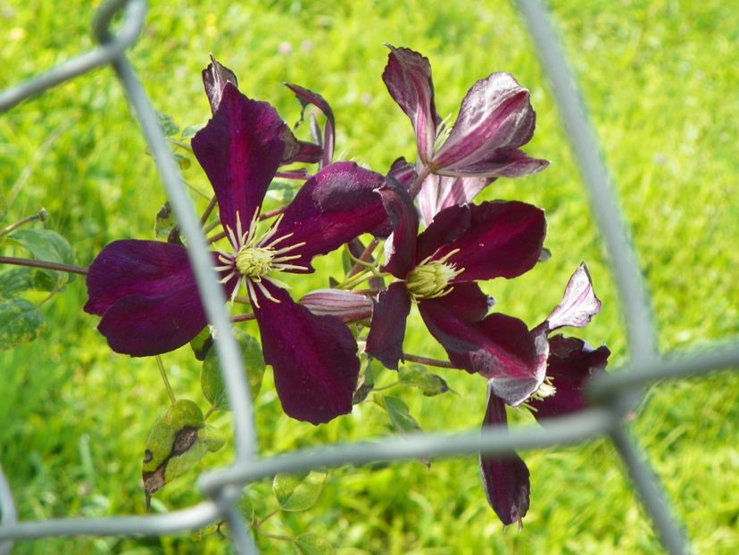 clematis Mikelite - Dobarland 2018 3