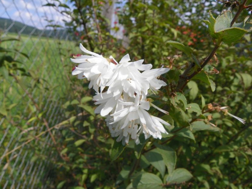 deutzia Codsall Pink - Dobarland 2018 3