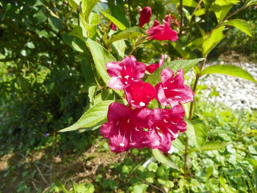 weigela Bristol Ruby - Dobarland 2018 3