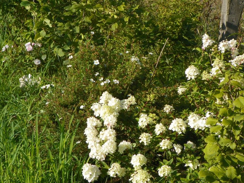hydrangea paniculata Sundae Fraise - Dobarland 2018 3