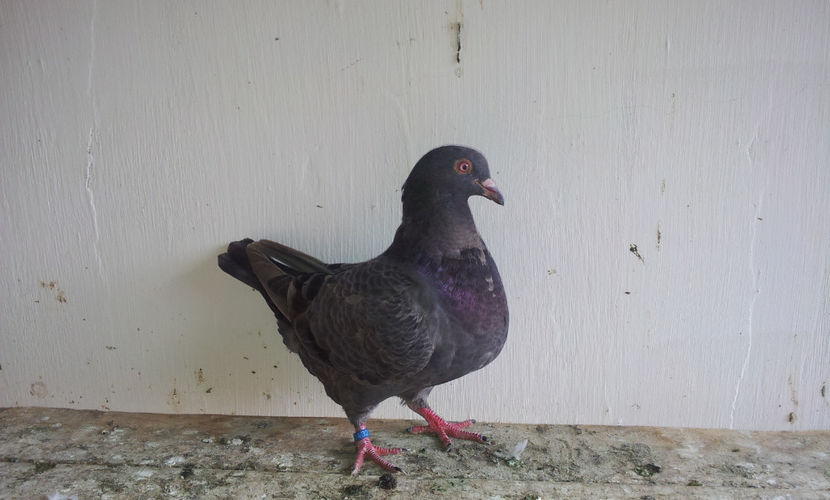 F  -   4.03.2018 - 03 PUI TEXANI 2018