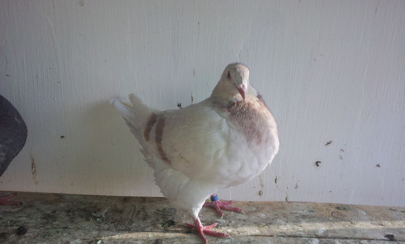 2. - 03 PUI TEXANI 2018