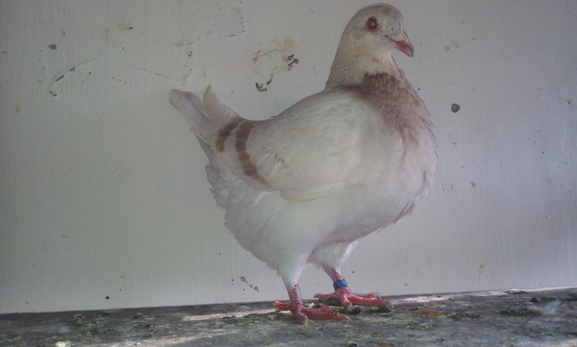 F      -    14.03.2018 - 03 PUI TEXANI 2018