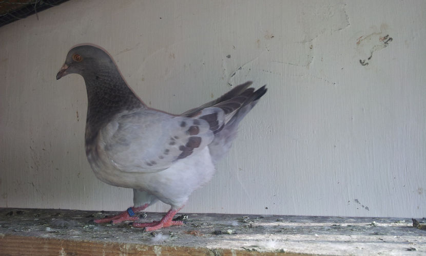 5. - 03 PUI TEXANI 2018