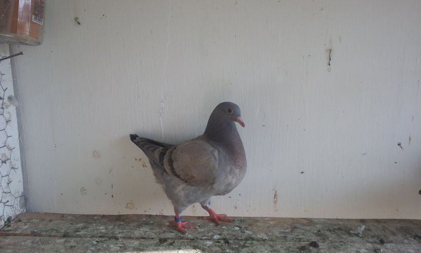 3 .     F    -   26.03.2018 - 03 PUI TEXANI 2018