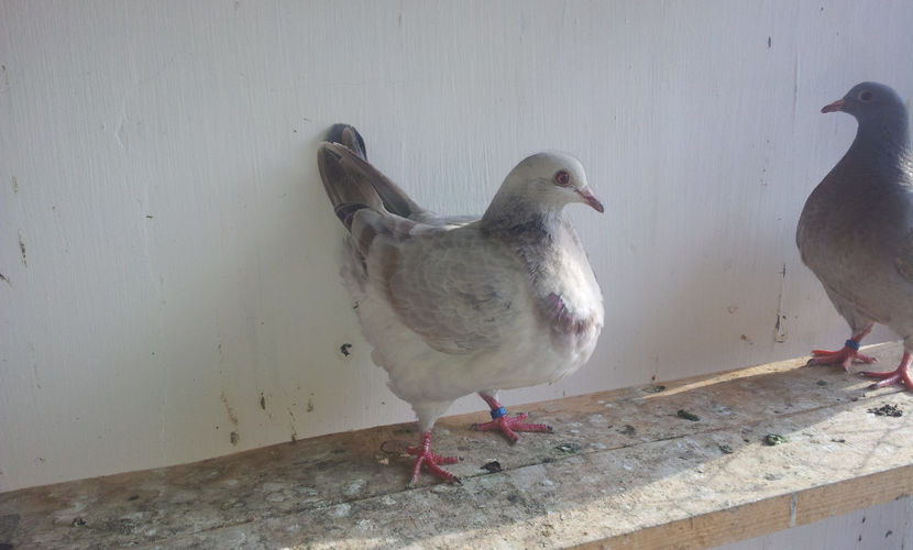 4. sora de cuib cu   2. - 03 PUI TEXANI 2018