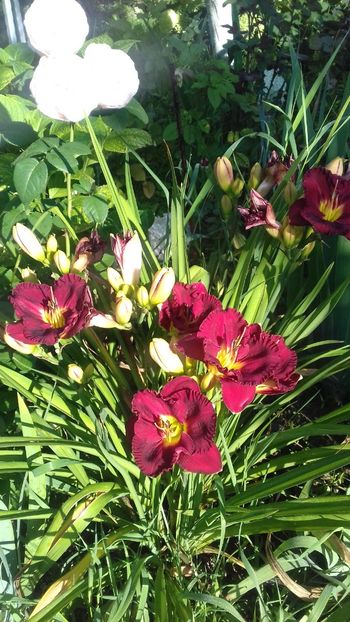 Pardon me - Hemerocallis 2018