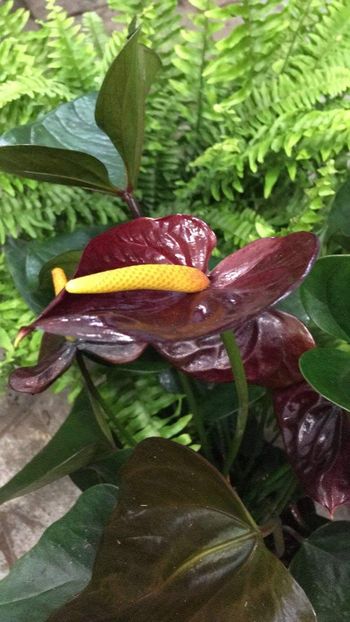  - As dori in interior