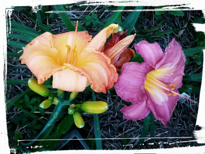 Heme3 - Hemerocallis