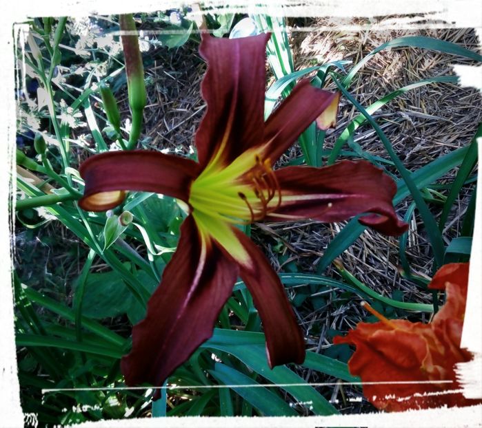 Black Arrowhead - Hemerocallis