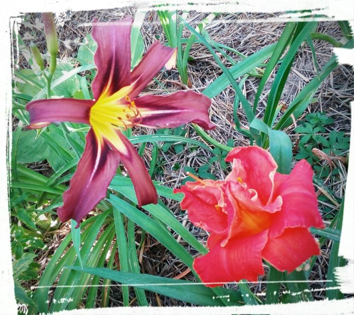 Heme5 - Hemerocallis
