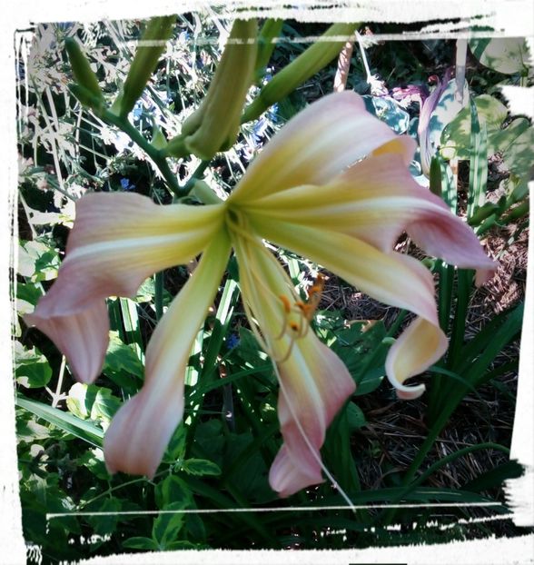 Heme7 - Hemerocallis