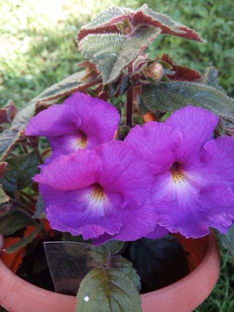  - Flori de PRIMAVARA-VARA -2018