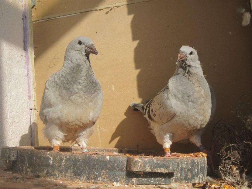 doua printese - PUI 2018 produsi in LA FABRICA