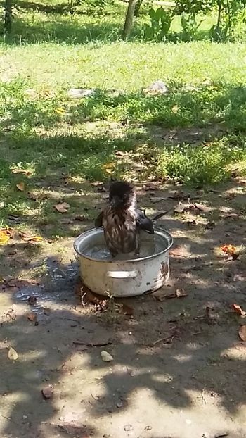  - Cioara mea griva