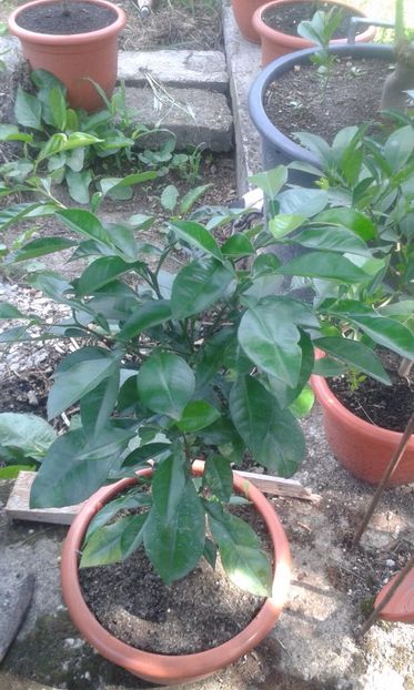 Citrus aurantium melangolo - Plantele mele 2018