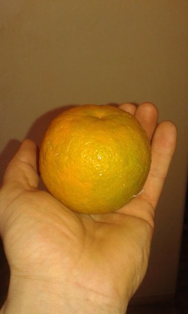 Citrus aurantium melangolo - Plantele mele 2018
