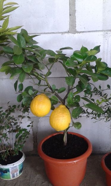 Lâmî mexican roșu cu aromă de vanilie - Plantele mele 2018