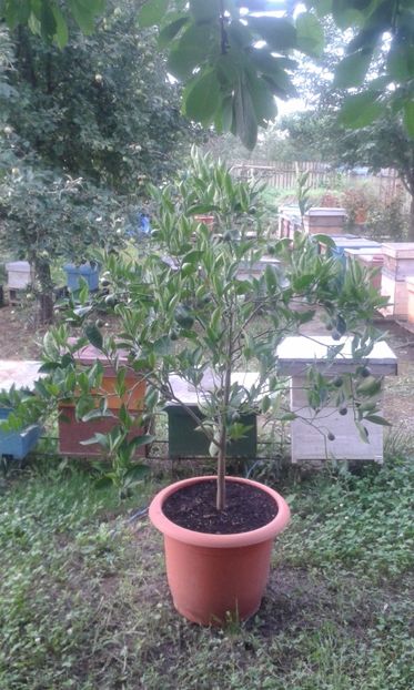 Citrus sinensis tarocco dal muso - Plantele mele 2018