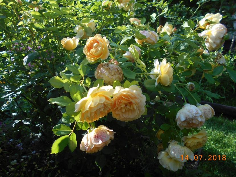 14.07.2018 - Golden Celebration