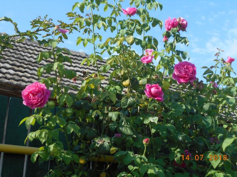  - Madame Isaac Pereire