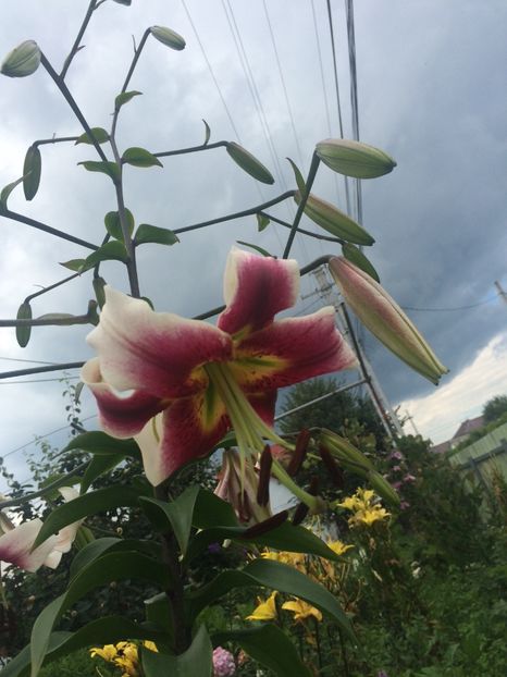 B9F6B48F-2436-423D-A002-CBF55E162771 - Crini 2018