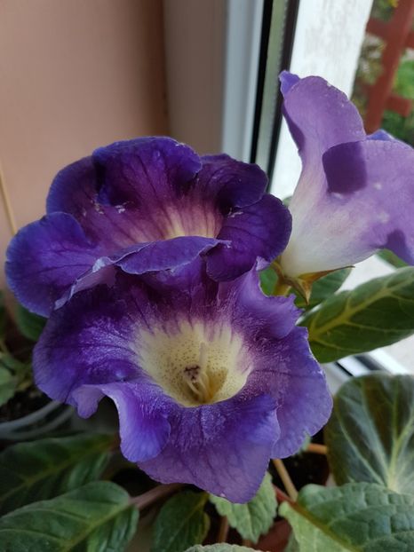  - gloxinia 2018