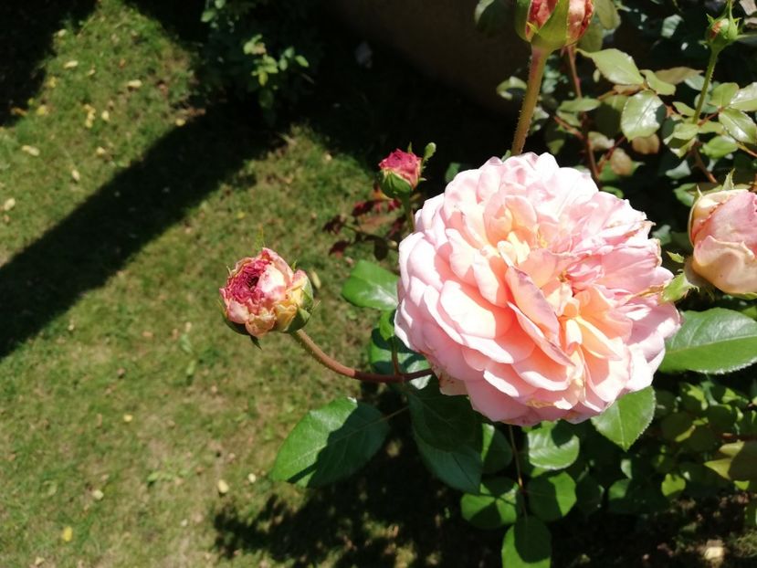  - Abraham Darby