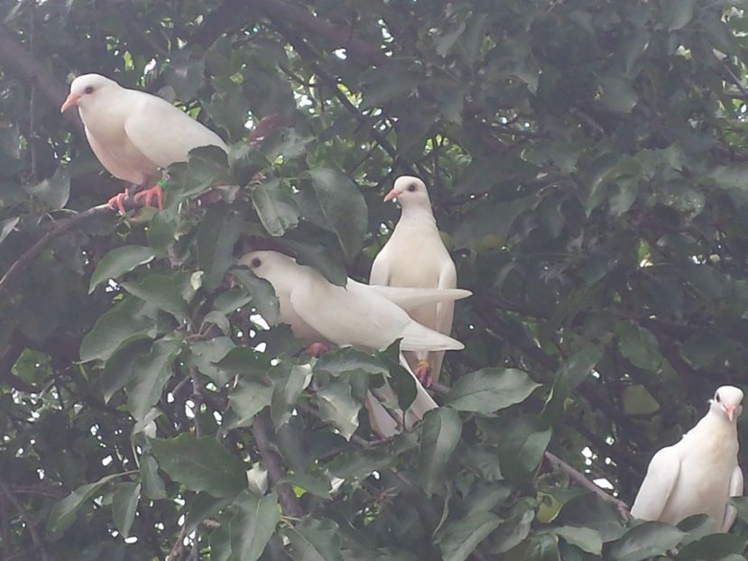  - ZBURATORI-DE-TÂRGOVIȘTE