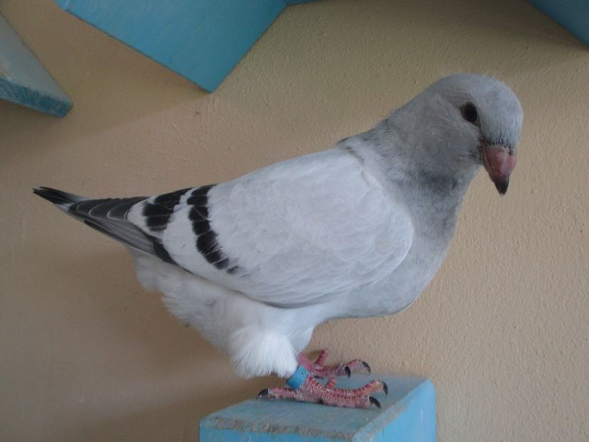 03546-18 - Tineret 2018