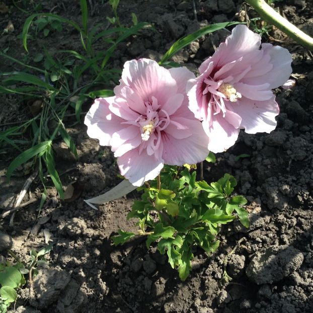 Hibiscus pink chiffon - Vara 2018