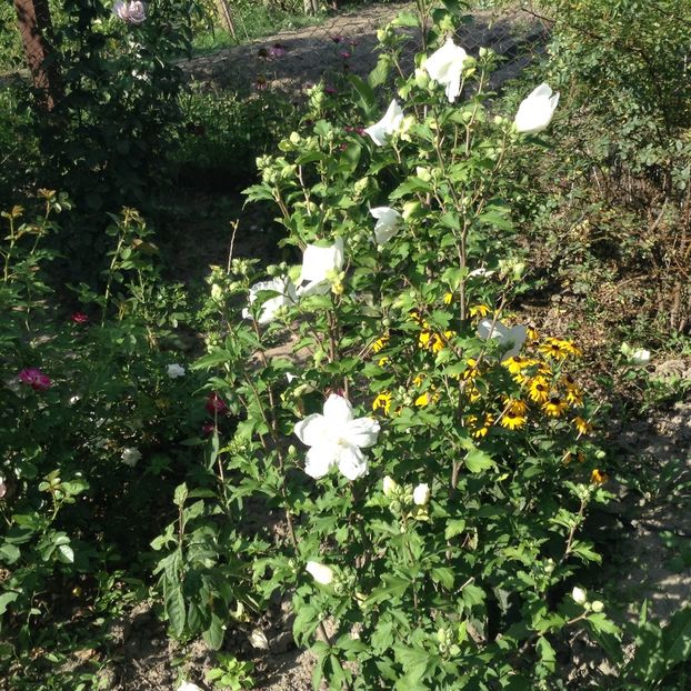 Hibiscus white chiffon - Vara 2018