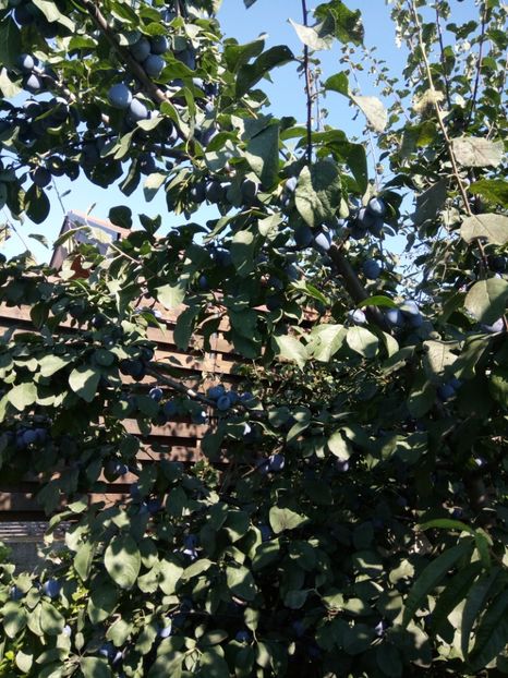  - Flori de PRIMAVARA-VARA -2018