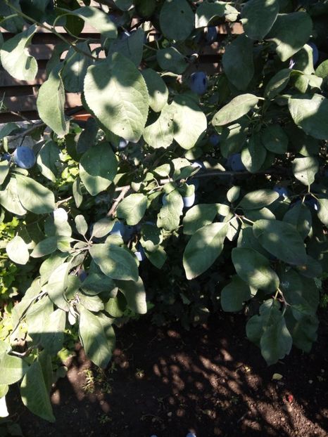  - Flori de PRIMAVARA-VARA -2018