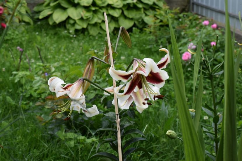  - Crini asiatici si orientali 2018