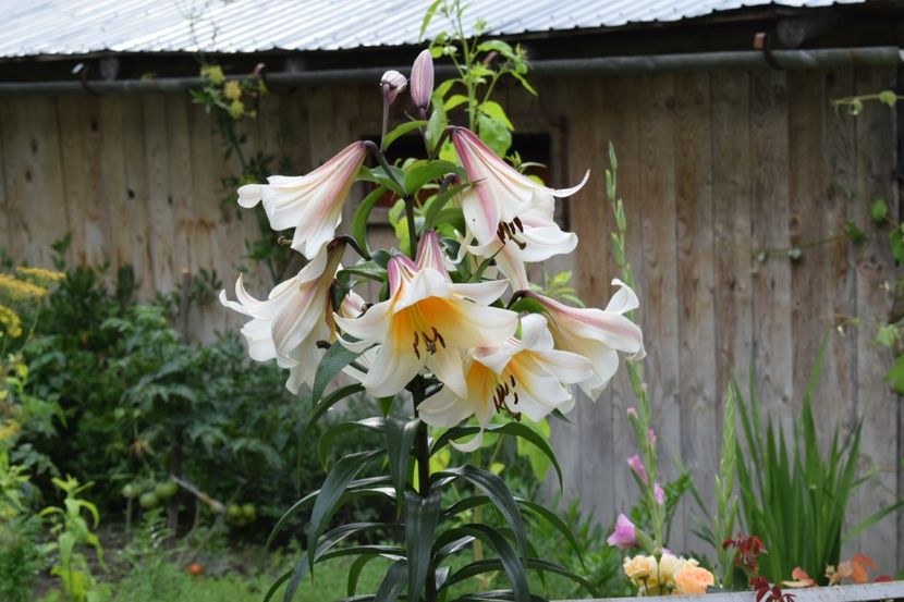 High tea - Crini asiatici si orientali 2018